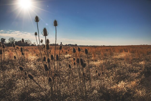 Foto plantas en el campo contra el cielo