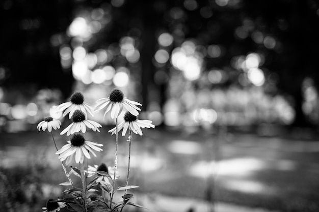 Plantas de campo de otoño a la luz del atardecer. Bokeh macro. Naturaleza en blanco y negro, primer plano dramático oscuro