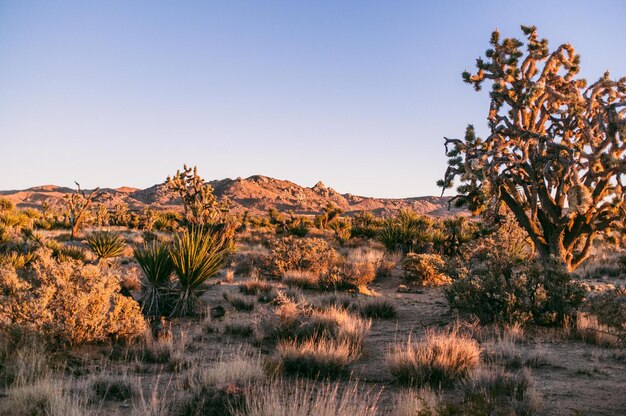 Plantas en el campo en el Parque Nacional Joshua Tree contra un cielo despejado