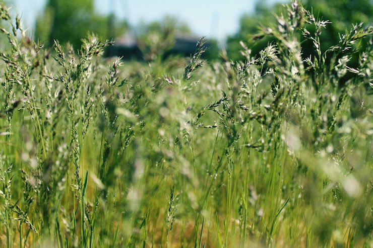 Foto plantas en el campo