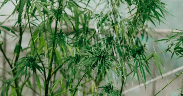 Plantas de cannabis en un invernadero.