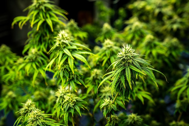 Foto plantas de cannabis de primer plano con cogollos maduros gratificantes listos para la cosecha