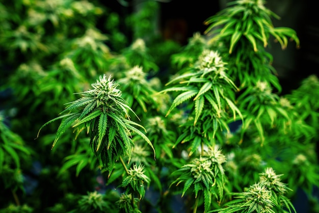 Plantas de cannabis de primer plano con cogollos maduros gratificantes listos para la cosecha