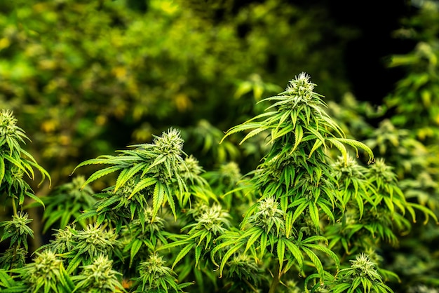 Plantas de cannabis de primer plano con cogollos maduros gratificantes listos para la cosecha