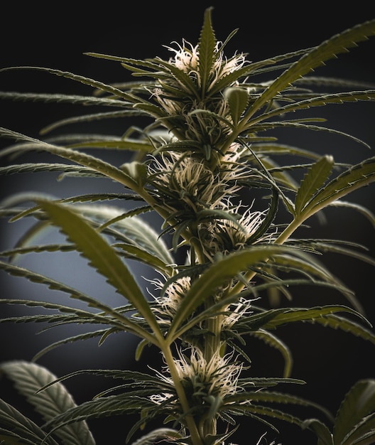 Foto plantas de cannabis silvestres iluminadas por la luz del sol planta de cáñamo orgánica productos de marihuana medicinal