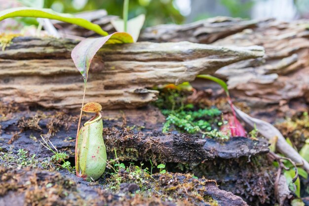 Plantas carnívoras ou copos de macaco no jardim