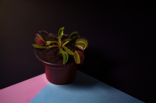 Plantas carnívoras sobre fondo negro