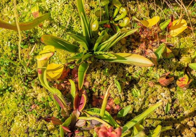 Foto plantas carnívoras