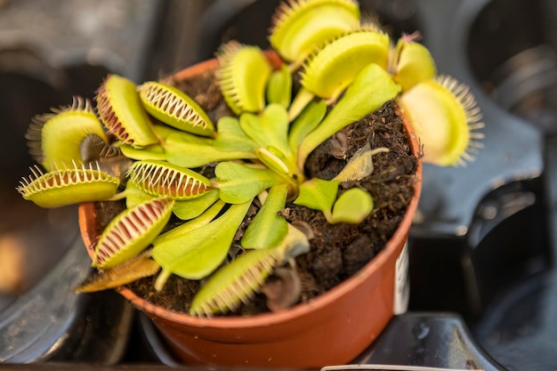 Plantas carnívoras