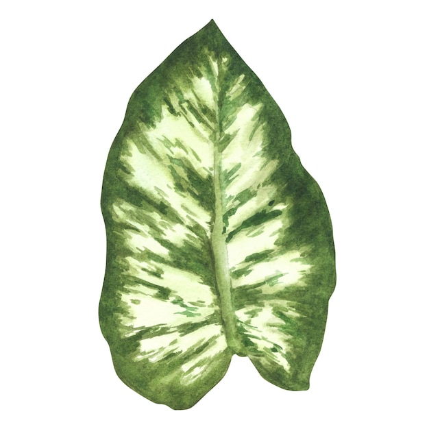 Foto las plantas de casa de calathea tropicales dejan hojas exóticas de follaje ilustración de clipart pintada en acuarela