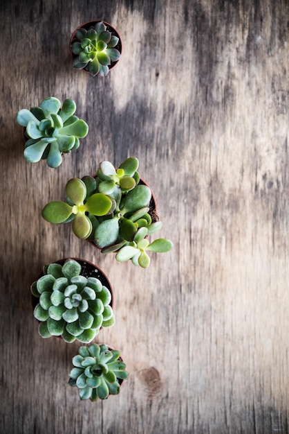 Foto plantas de casa verde suculentas en macetas en una cesta