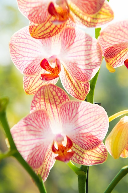 Plantas caseiras mais comumente cultivadas. flor linda de orquídeas  close-up. flor de orquídea flor rosa