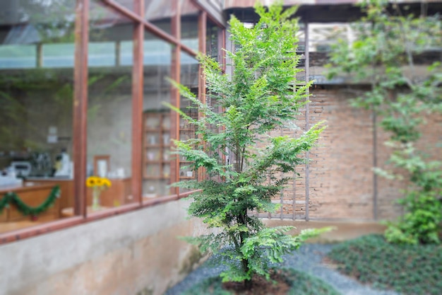 Plantas caseras en arquitectura de madera.