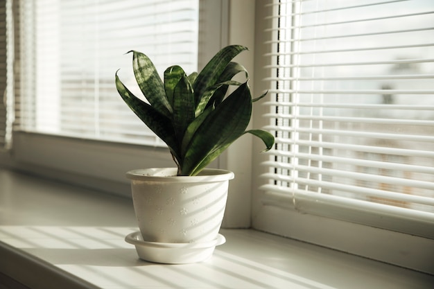 plantas caseras en el interior