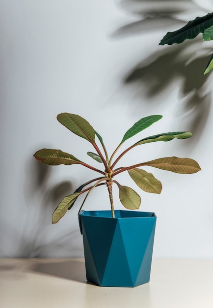 Plantas caseras en una maceta