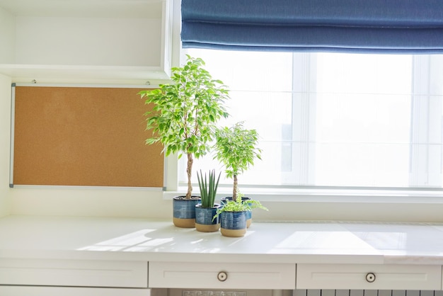 Plantas caseras en macetas azules sobre la mesa en el interior cerca de la ventana