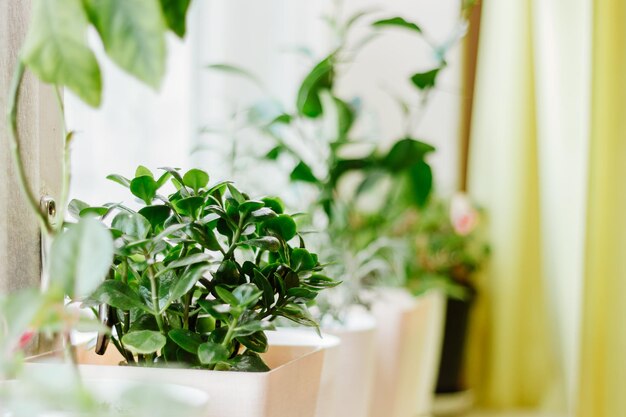 Plantas caseras en macetas Concepto de jardinería y vida sostenible Cultivo de plantas de interior