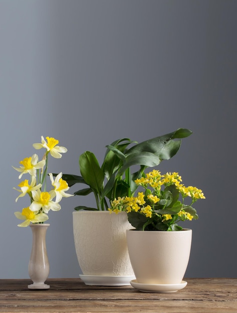 Plantas caseras en macetas sobre mesa de madera sobre fondo oscuro