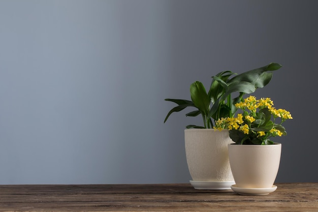 Plantas caseras en macetas sobre mesa de madera sobre fondo oscuro