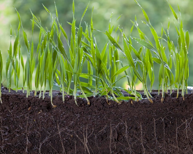 Plantas de cebada verde fresca con raíces.