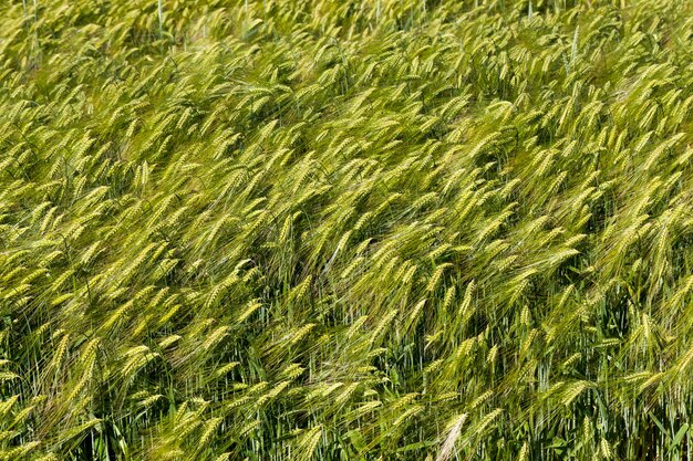 Plantas de centeno de temporada de verano en un campo agrícola, campo de centeno con espiguillas de centeno verde inmaduro