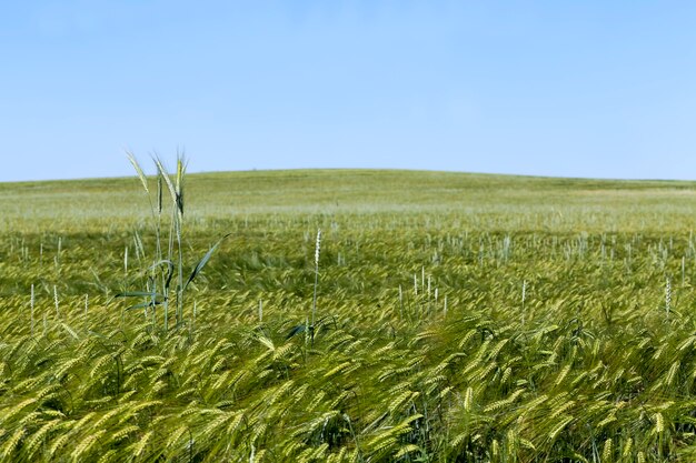 Plantas de centeno de temporada de verano contra el cielo azul, campo de centeno con espiguillas de centeno verde inmaduro