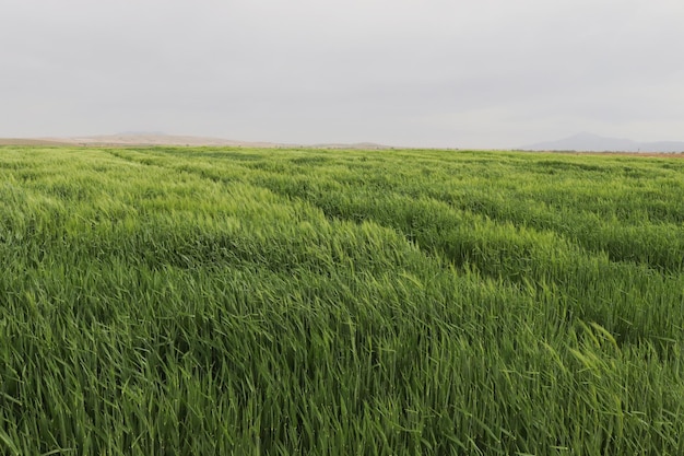 Plantas de cereal de campo de trigo verde