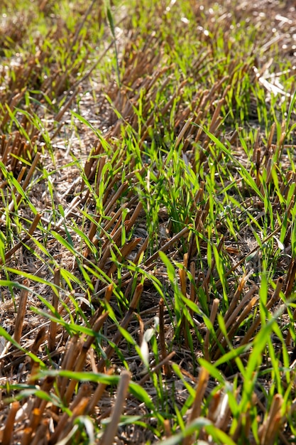 Plantas de cereales durante el cultivo en el campo en verano