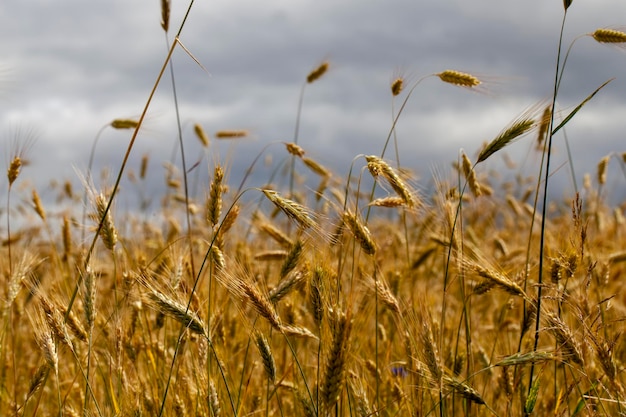 Plantas de cereales durante el cultivo en el campo en verano