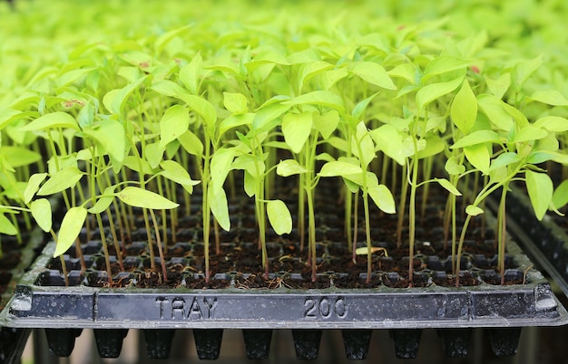 Plantas de chile bebé en el invernadero