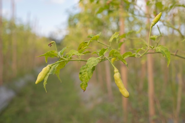 Las plantas de chile dan frutos en el campo