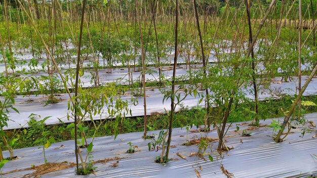 plantas de chile con un sistema hortícola