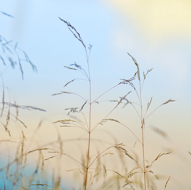 plantas y cielo azul en la naturaleza en otoño, fondo azul