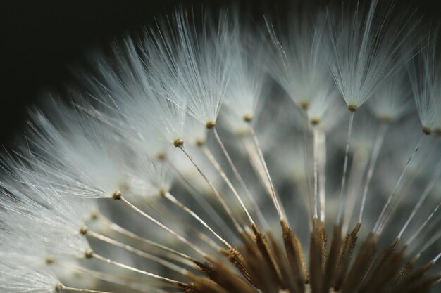 Plantas closeup diente de león detalle macro flor