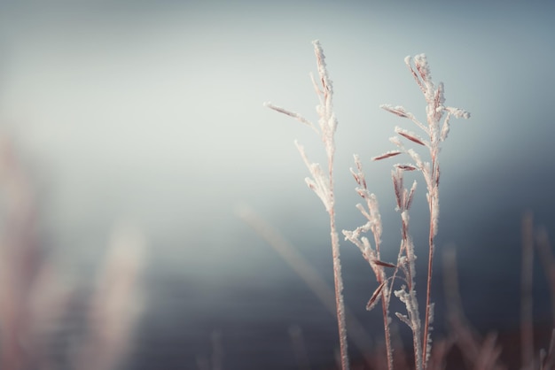 Plantas cobertas de gelo na margem do lago Fundo da natureza do inverno