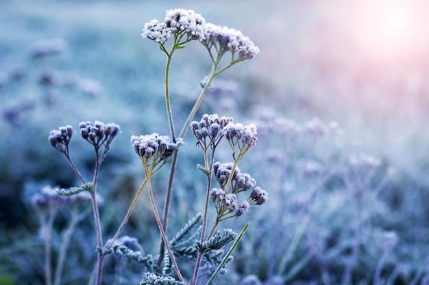 Plantas cobertas de gelo num prado pela manhã ao nascer do sol