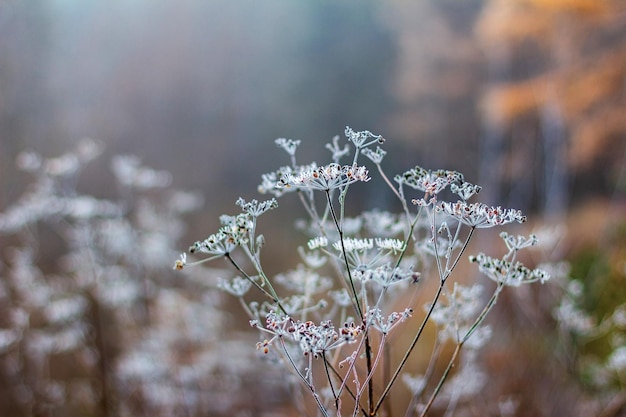 Plantas cobertas de neve. Ervas congeladas