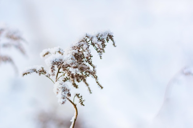 Plantas cobertas de neve. Ervas congeladas