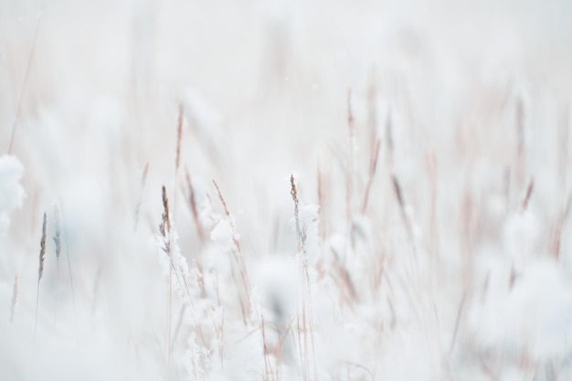 Plantas cobertas de neve na floresta de inverno durante a queda de neve Fundo da natureza de inverno