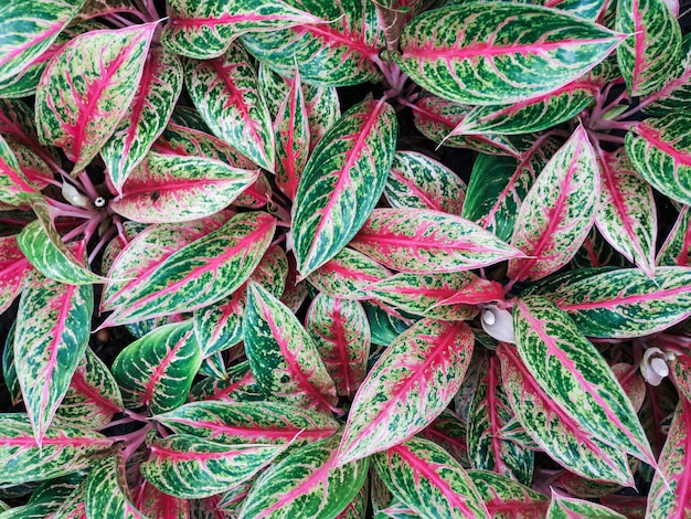 Plantas coloridas de Aglaonema na panela no jardim