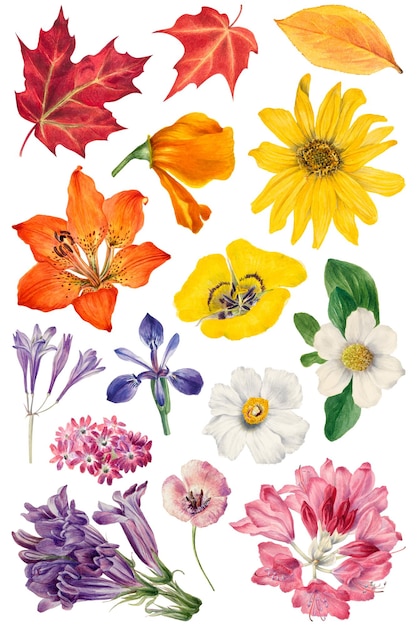 Plantas coloridas dibujadas a mano png conjunto de pegatinas botánicas