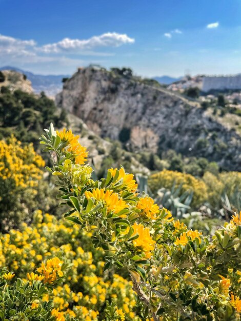 Foto plantas com flores amarelas no campo contra o céu