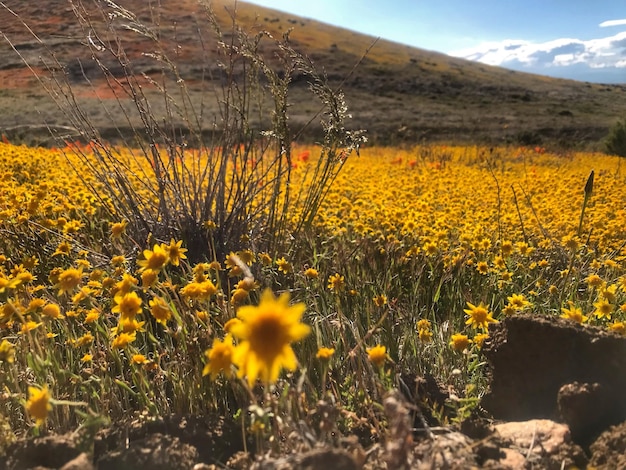 Foto plantas com flores amarelas no campo