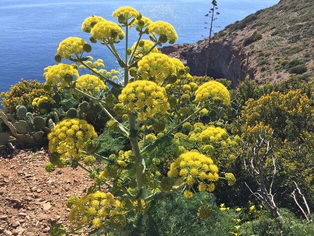 Plantas com flores amarelas no campo