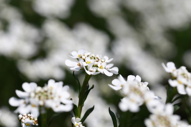 Plantas com flores brancas no parque