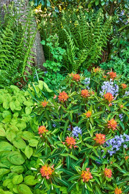 Plantas com flores brilhantes e coloridas crescendo em um jardim ou parque em um dia ensolarado ao ar livre na primavera Griffiths de fogo laranja vibrante spurge e flores de campainha espanhola roxa florescendo na natureza