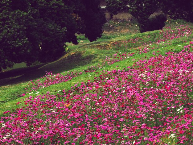 Foto plantas com flores cor-de-rosa no campo