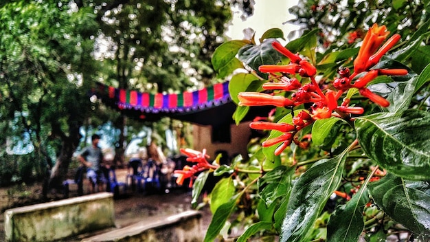 Foto plantas com flores de laranja