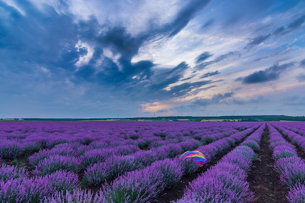 Plantas com flores roxas no campo contra o céu
