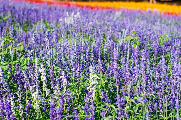 Plantas com flores roxas no campo